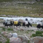 Tibetan Nomad Life