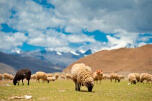 Tibet Cultural Tour Lhasa Shigatse Yangpachen Namtso